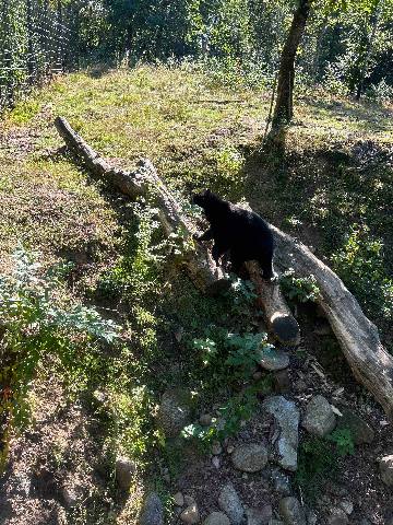 a black bear climbing on a log in a park enclosure