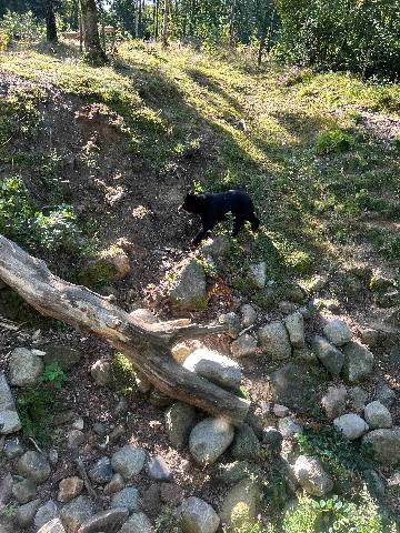 a black bear walking on a rocky hillside