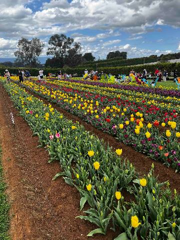 Mount Evelyn, a tulip flower field with visitors on a sunny day