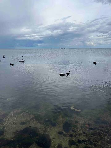 Memories, Altona, black swans swimming in a shallow bay under a cloudy sky