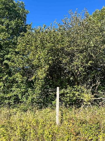 a wire fence and a wooden post in a grassy field backed by trees