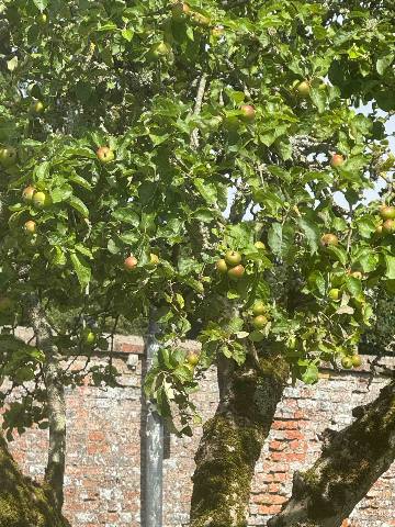 Dublin, Donabate, an apple tree in front of a brick wall