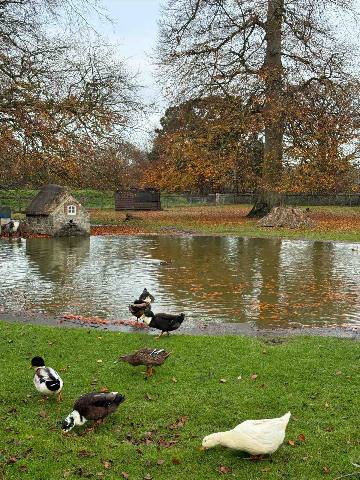 ducks by a pond with a small stone building and autumn trees
