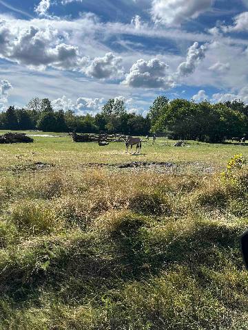 an oryx in a grassy field at a safari park