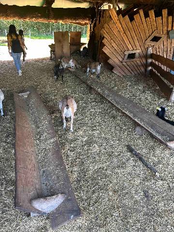 goats inside a wooden farm enclosure