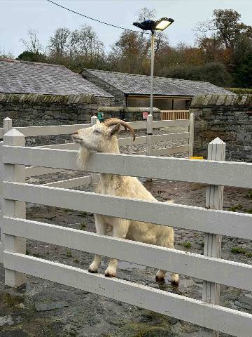a goat behind a wooden fence near stone buildings