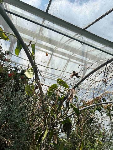 Islington, vines growing inside a glass-roofed conservatory