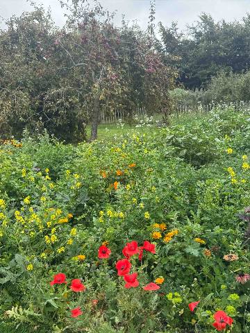 Dublin, Balally, a garden with red poppies, yellow flowers, and an apple tree