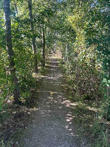 a dirt footpath through a wooded area with trees on both sides