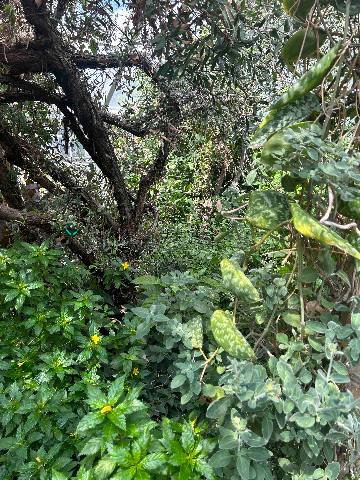 Donaghmede, A lush green garden filled with diverse plant life.