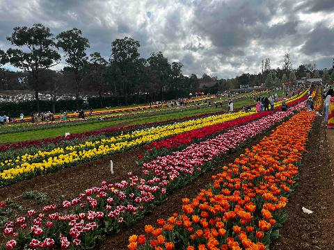 Tessalaar, Mount Evelyn, a tulip field with rows of flowers and people walking through