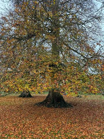 a deciduous tree in autumn in a grassy field covered with fallen leaves