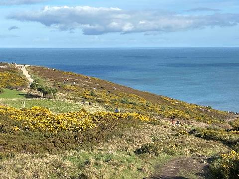 coastal cliffside with yellow gorse bushes and a walking trail overlooking the sea