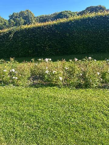 Dollymount, Rosa rugosa (Rugosa Rose)