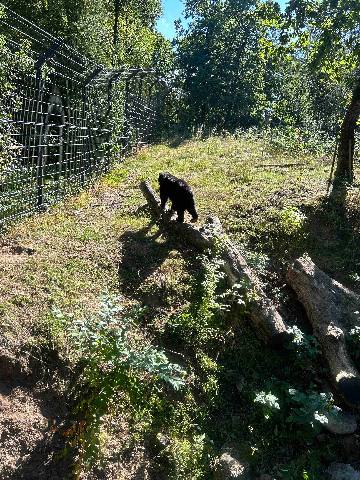a small black animal walking on a log in a fenced animal enclosure