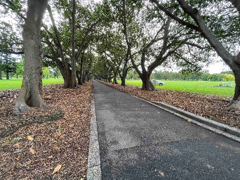 Memories, South Yarra, a pedestrian path lined with mature trees in a park