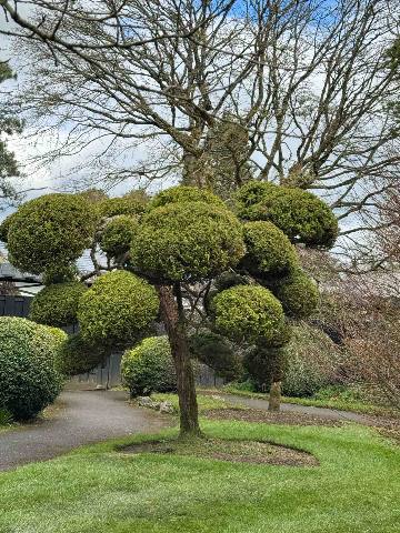 a pruned ornamental tree in a garden setting