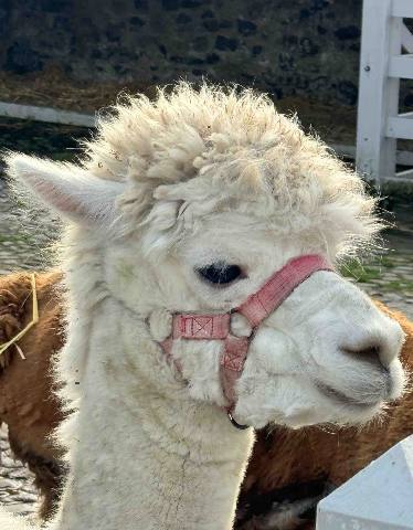 a portrait of a white alpaca wearing a halter in a fenced enclosure