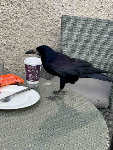 a crow on a table at an outdoor cafe
