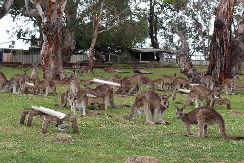 Hobart, Claremont, a group of kangaroos in a grassy field with wooden feeding troughs