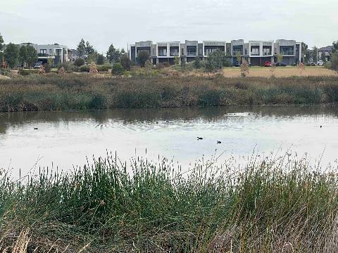Memories, Williams Landing, a pond with wild birds in front of suburban townhouses