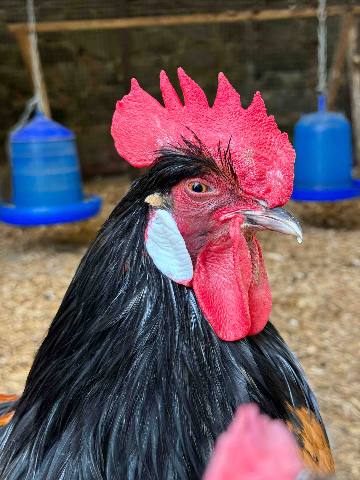 a close-up portrait of a black and brown rooster in a coop with hanging feeders