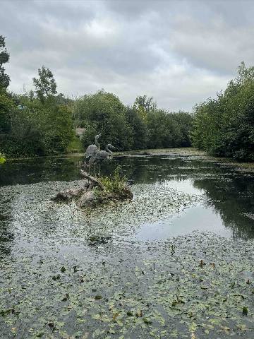 Dublin, Ratoath, two heron statues on a rock in a pond surrounded by trees