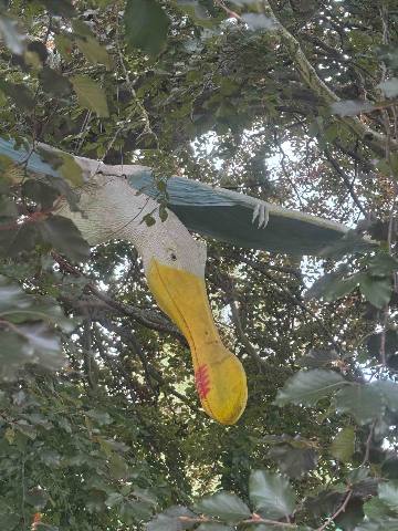 Dublin, Greenhills, a life-sized animal sculpture hanging in a tree