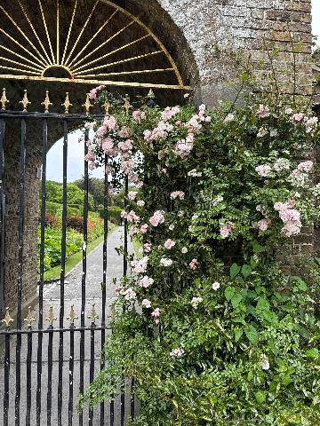 Islington, Roses climbing on an iron gate can be traced back to Victorian England, where they symbolized both the intertwining of man-made a