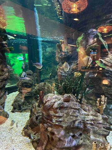 having dinner near aquarium within lalandia